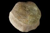 Fossil Hadrosaur Vertebra - Alberta (Disposition #-) #143285-1